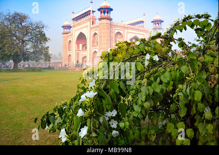 Thunbergia grandiflora (Bengale Réveil Vine) à la grande porte (Darwaza-i-rauza) du Taj Mahal. Fleurs blanc vert, rampante, building, ciel bleu rouge Banque D'Images