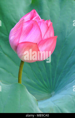 Bouton de lotus rose sur vert feuilles de lotus Banque D'Images