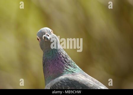 Portrait d'un pigeon à la tête sur l'appareil photo avec curiosité. Banque D'Images