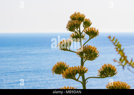 Arbre pousse sur mer bleue en arrière-plan d'été, avec l'exemplaire de l'espace. Banque D'Images