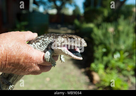 Un adulte en bonne santé (lézard Tiliqua rugosa Bobtail), trouvés dans un jardin de l'ouest de l'Australie Banque D'Images