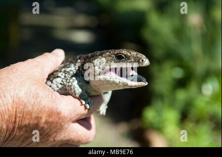 Un adulte en bonne santé (lézard Tiliqua rugosa Bobtail), trouvés dans un jardin de l'ouest de l'Australie Banque D'Images