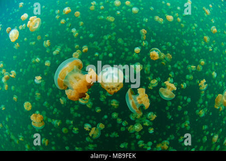 Les méduses Mastigias Papua ou méduses Mastigias papua), (Jellyfish lake, Eil Alcm island, Palau, Micronésie Banque D'Images