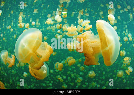 Les méduses Mastigias Papua ou méduses Mastigias papua), (Jellyfish lake, Eil Alcm island, Palau, Micronésie Banque D'Images