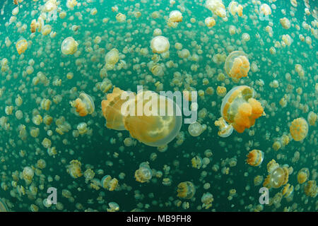 Les méduses Mastigias Papua ou méduses Mastigias papua), (Jellyfish lake, Eil Alcm island, Palau, Micronésie Banque D'Images