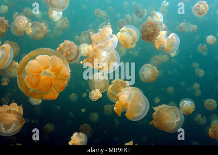 Les méduses Mastigias Papua ou méduses Mastigias papua), (Jellyfish lake, Eil Alcm island, Palau, Micronésie Banque D'Images