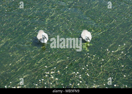 Cygnets nager dans l'eau d'épaisseur avec Ogden Banque D'Images