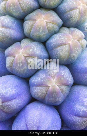 Muscaris d'Arménie, Muscari armeniacum, close-up de boutons de fleurs, de l'Europe, en culture Banque D'Images