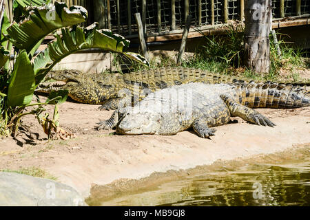 Deux crocodiles du Nil (Crocodylus niloticus) au Cango Wildlife Ranch, Afrique du Sud Banque D'Images