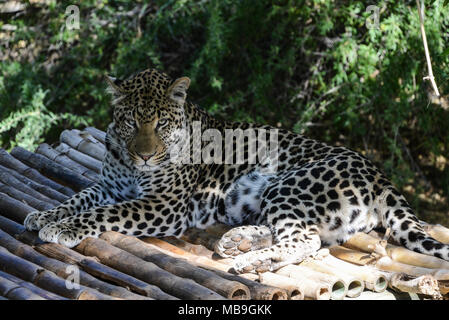 Un léopard (Panthera pardus) au Cango Wildlife Ranch, Afrique du Sud Banque D'Images