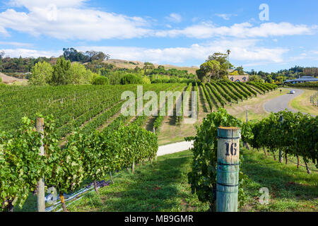 Hawkes Bay vineyard nouvelle-zélande grappes de raisin sur des vignes en lignes dans un vignoble à Hawkes Bay Rotorua Nouvelle zélande Ile du Nord NOUVELLE ZÉLANDE Banque D'Images