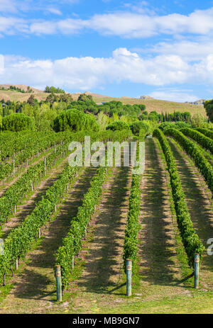 La nouvelle zelande Hawkes Bay nouvelle zélande grappes de raisin sur des vignes en lignes dans un vignoble à Hawkes Bay Rotorua Nouvelle zélande Ile du Nord NOUVELLE ZÉLANDE Banque D'Images