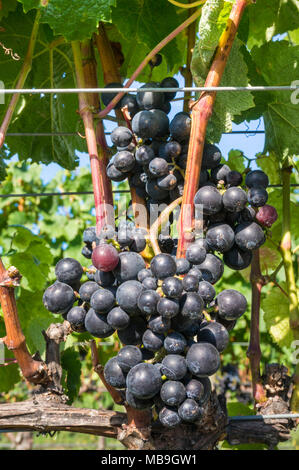 Hawkes Bay, Nouvelle-Zélande grappes de raisin sur des vignes dans un vignoble Hawkes Bay Rotorua Nouvelle zélande Ile du Nord NOUVELLE ZÉLANDE Banque D'Images