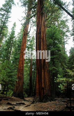 Arbre Séquoia géant dans le Parc National de Yosemite sont couverts de mousse et de mon Standing Tall parmi d'autres plantes Banque D'Images