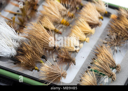 Boîte de mouche sèche Banque D'Images