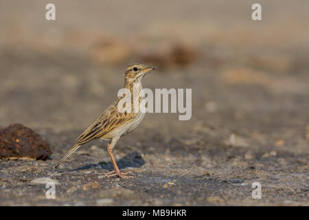 Paddyfield Sprague (Anthus Rufulus) . Banque D'Images