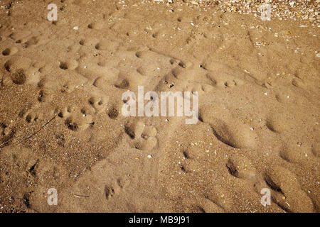 Traces et empreintes dans le sable de la plage des entailles profondes allumé par un angle faible soleil du soir Banque D'Images