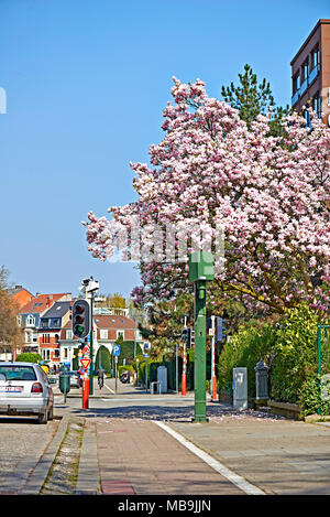 Bruxelles, Belgique - le 28 mars 2017 : speed camera et éclairage de rue avec une belle rose Magnolia arbre en fleurs sur le Boulevard Lambermont à Bruxelles Banque D'Images