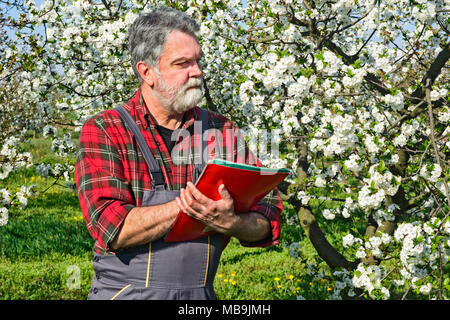 Les analyses d'agriculteurs de Cherry Orchard et fleurs à l'aide d'un notrbook. Banque D'Images