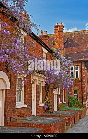 Stratford Upon Avon au printemps et une maison en brique couverte de glycine plantes en pleine floraison. Banque D'Images