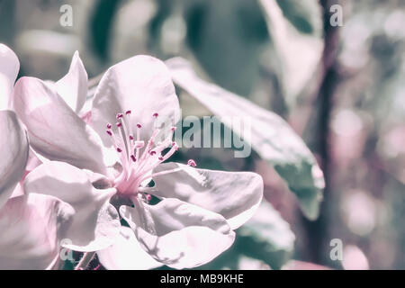 Fleurs de Printemps pittoresque rose pomme, cerise close-up. Succursale de sakura en fleurs de printemps, fruits de l'arbre. Copy space Banque D'Images