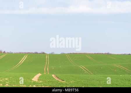 Warszawa, Pologne 8e avril 2018. De plus en plus de blé de printemps. Beau temps ensoleillé. Des traces visibles d'approvisionnement en engrais par le tracteur. L'utilisation d'oiseaux l'occasion de se nourrir de façon massive. Credit : w124merc / Alamy Live News Banque D'Images