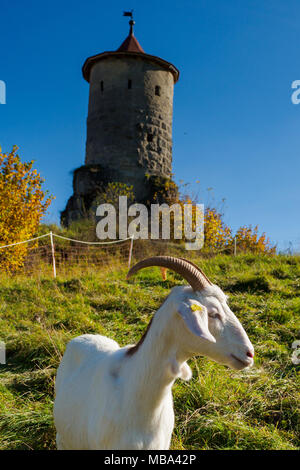 Waischenfeld, Allemagne. 14Th Oct, 2017. Un bouc blanc entouré de teintes d'automne devant l'teinerner "Beutel' tower en Waischenfeld en Bavière, Allemagne, 14.10.2017. Crédit : Nicolas Armer/dpa | dans le monde d'utilisation/dpa/Alamy Live News Banque D'Images