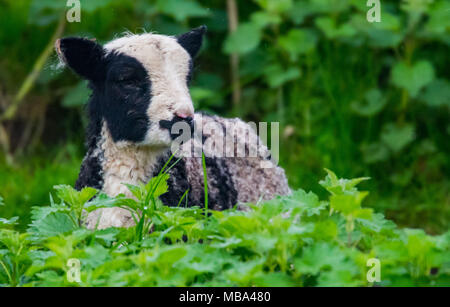 Keynsham. UK. Le 9 avril, 2018. Jour Jacob agneaux signifier le printemps est en chemin, lundi 9 avril 2018 que les brebis donnent naissance à Avon Valley Adventure and Wildlife Park près de Keynsham, Somerset. Jacob les moutons sont une race de moutons domestiques et combine deux caractéristiques inhabituelles dans les moutons, de couleur sombre piebald des parties blanches de la laine. Crédit : Paul Gillis/Alamy Live News Banque D'Images