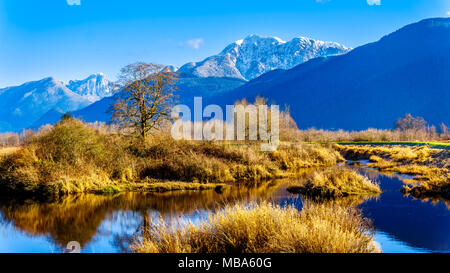 Réflexions de la neige a couvert la montagne Golden Ears et Edge pic dans les eaux des Pitt-Addington Marsh, dans la vallée du Fraser près de Maple Ridge, en Co Banque D'Images