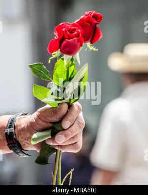 L'amour et de romances, Close up of hand holding les roses on city street. - À Quito, Équateur. Banque D'Images