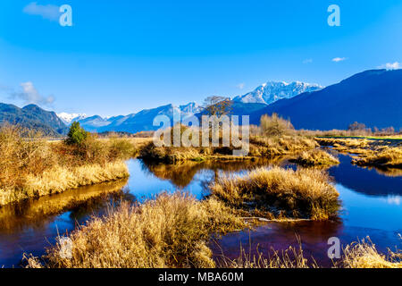 Réflexions de la neige a couvert la montagne Golden Ears et Edge pic dans les eaux des Pitt-Addington Marsh, dans la vallée du Fraser près de Maple Ridge, en Co Banque D'Images