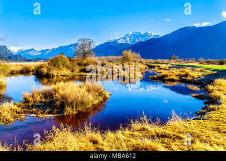 Réflexions de la neige a couvert la montagne Golden Ears et Edge pic dans les eaux des Pitt-Addington Marsh, dans la vallée du Fraser près de Maple Ridge, en Co Banque D'Images