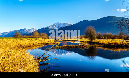 Réflexions de la neige a couvert la montagne Golden Ears et Edge pic dans les eaux des Pitt-Addington Marsh, dans la vallée du Fraser près de Maple Ridge, en Co Banque D'Images