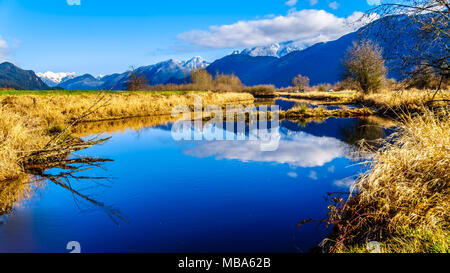 Réflexions de la neige a couvert la montagne Golden Ears et Edge pic dans les eaux des Pitt-Addington Marsh, dans la vallée du Fraser près de Maple Ridge, en Co Banque D'Images