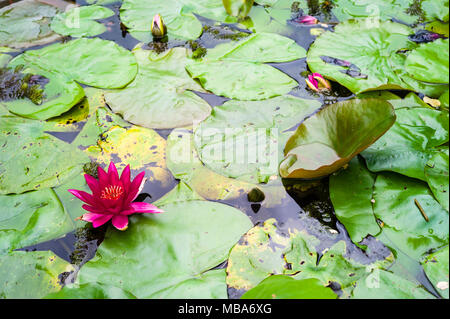 Water Lily rose vif parmi les fleurs vert feuilles flottant à la surface d'un étang. Banque D'Images