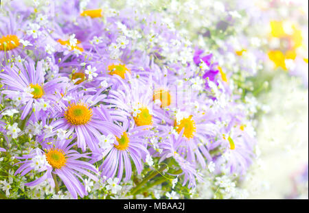 Fleurs daisy violet vif dynamique. Fleurs de printemps et d'été. Banque D'Images