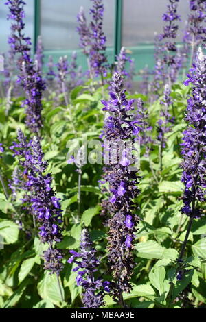 Salvia Mystic Spires plante en pleine floraison Banque D'Images