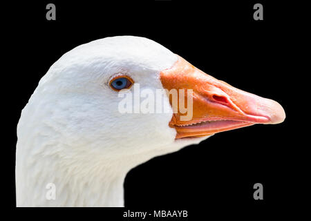 Canard blanc sur fond noir Banque D'Images