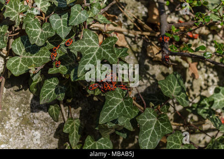 Grand groupe De Pyrrhocoris apterus, firebugs, dans leur habitat naturel.Close up Banque D'Images