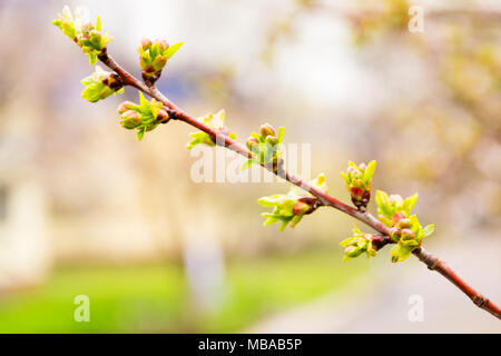 Branche d'arbre avec reins - cônes, tree in spring Banque D'Images