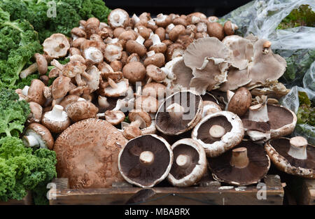 Champignons différents en vente à la boutique de la ferme mobile paysan Sussex mise en place à côté de la poivrière à Queen's Park à Brighton . Banque D'Images