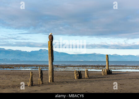 Pygargue perchée avec vue sur les montagnes et l'océan à Homer, Alaska. Banque D'Images