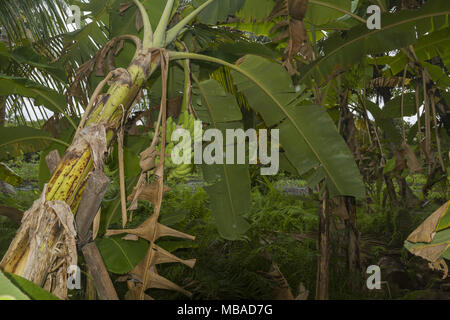 Dans la plantation de bananes Banque D'Images