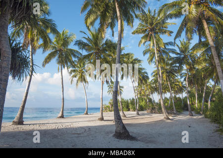 Plantation de cocotiers sur la côte de l'océan Banque D'Images