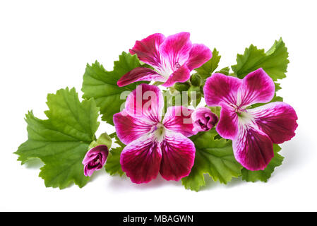 Fleurs isolé sur fond blanc Banque D'Images