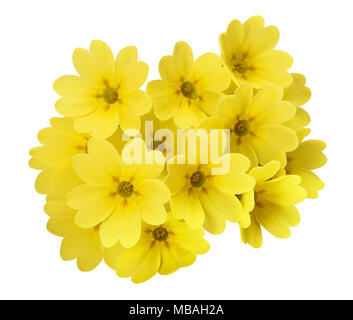 Fleurs de primevère isolé sur fond blanc. Primula veris. Banque D'Images