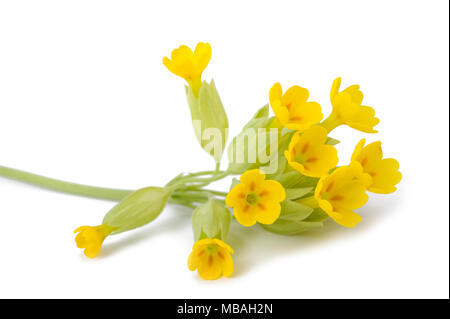 Fleurs de primevère isolé sur fond blanc. Primula veris. Banque D'Images