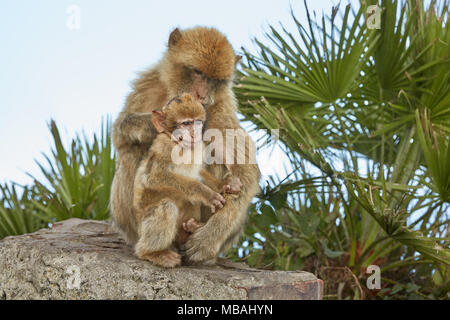 Les Macaques de Barbarie de Gibraltar. La seule population de singes sauvages sur le continent européen. Il y a actuellement 300 personnes en troupes 5 + Banque D'Images