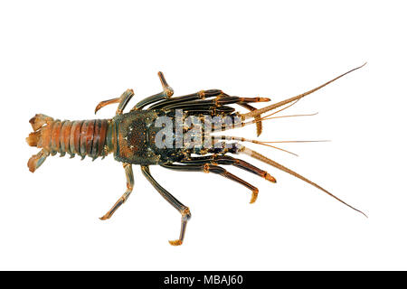 Cigale de mer (Panulirus versicolor), isolé sur fond blanc Banque D'Images