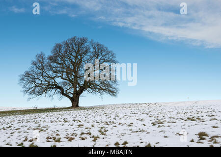 Lone Oak tree debout contre un ciel bleu sur la neige couverts d'herbe, Ashton Cour, Bristol Banque D'Images